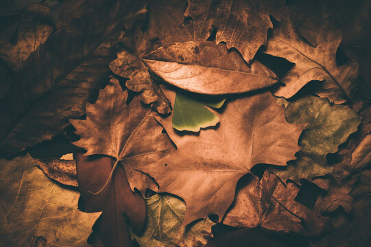 Pile Of Dead Leaves In A Dark Place