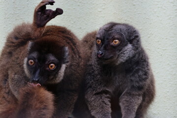 ブラウンキツネザル