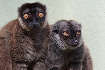 ブラウンキツネザル