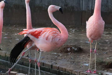 フラミンゴ