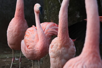 フラミンゴ