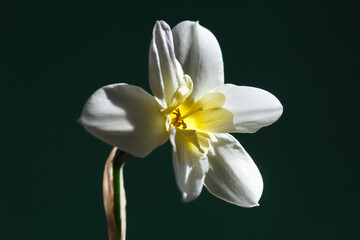 White narcissus flower with a yellow center on a black  background.