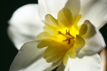 Fototapeta na wymiar White narcissus flower with a yellow center on a black background.