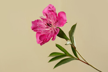 Beautiful pink  peony flower  isolated on beige background.