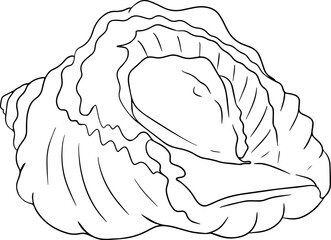 Rapana. Hand drawn underwater creatures. Vector sea life, seafood. Coloring pages with marine animals