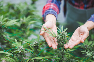 Researchers use hand to hold or examine cannabis plants in the greenhouse for medical research. Marijuana Sativa research concept. CBD hemp  oil, Herbal medicine.