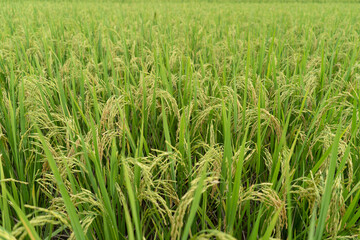 Green Terraced Rice Field. rice is growing in the field background