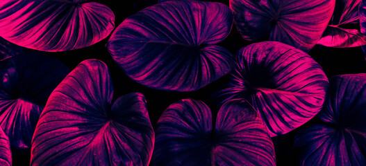 tropical leaf background, neon glow color toned