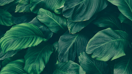 closeup of green tropical leaf background