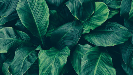 tropical leaf background, dark green color toned