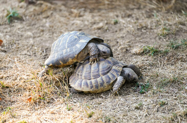 Two turtles mating. Mating season in animals.

