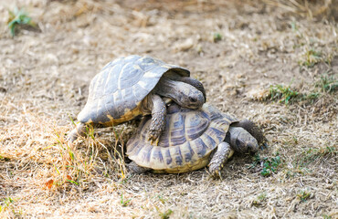 Two turtles mating. Mating season in animals.
