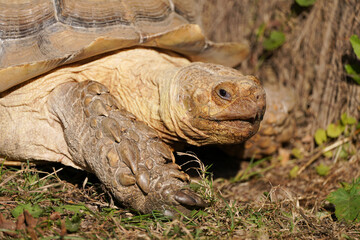 Obraz premium Portrait of a Spurred Tortoise. Animal close-up. 