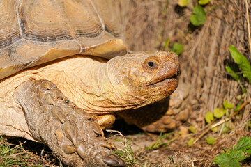 Portrait of a Spurred Tortoise. Animal close-up.
