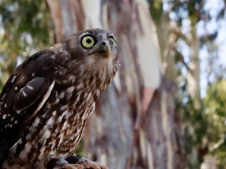 Barking owl 
