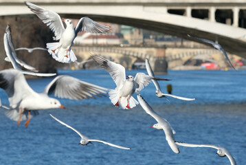 Flying black-headed gulls (Chroicocephalus ridibundus) on the Vltava river in winter