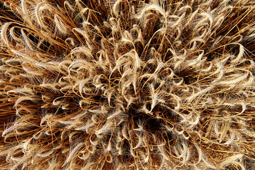 Rye field background. Close up of rye ears. Harvesting period