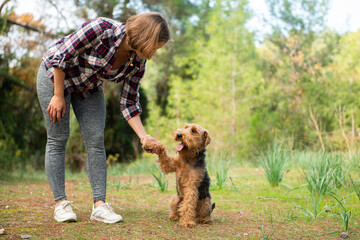 Woman playing with her dog during the walk in forest. Welsh terrier dog spending time together with the owner - 563857533