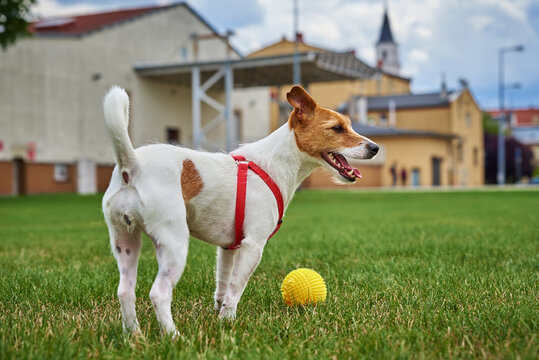 Cute Active Dog Walking At Green Grass, Playing With Toy Ball. Close Up Outdoors Portrait Of Funny Jack Russell Terrier