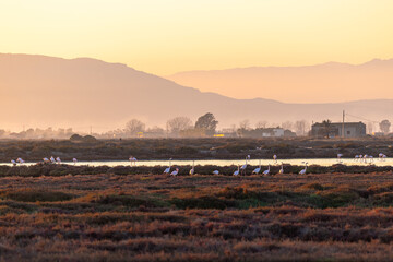 Flamingos in the Delta de l'Ebre Natural Park, the largest aquatic habitat in Catalonia at sunset
