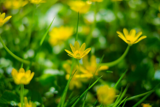 イギリスの黄色い花