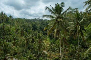 Fototapeta na wymiar Exotic landscape of palm trees and rice terraces in Bali