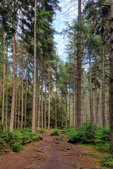 View of the green mystical forest. Walks in the woods.