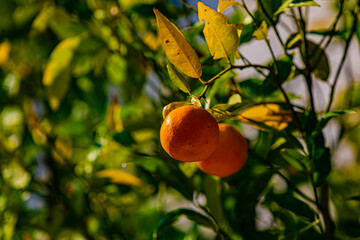 orange tree with oranges close up