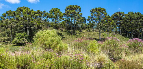 Rural landscape with hill and Araucaria pine forest.