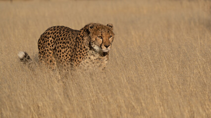 cheetah in the African savannah waiting for prey Namibia.