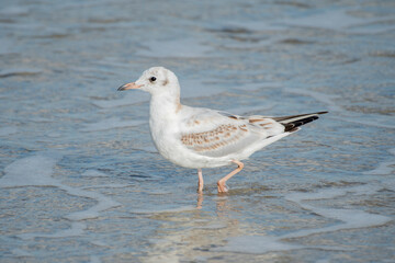 Seagull walking along the sandy beach. A white seabird at the edge of the ocean.