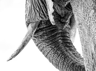 Elephant tusk black and white