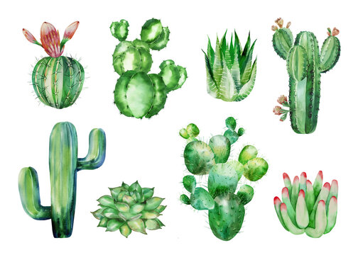PNG set of watercolor cacti, succulents. Hand-drawn in watercolor.
