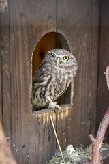 A sitting owl looks away in a birdcage