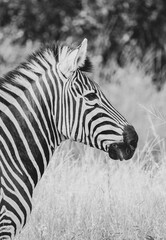 Fototapeta na wymiar Zebra black and white