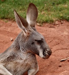 Naklejka na ściany i meble Closeup of a red kangaroo 