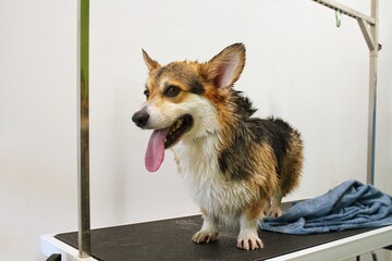 Corgi welsh pembroke dog after washing, bath, shower wrapped in a towel on grooming table in salon. Pet care, clean, wellness, hygiene, procedure, spa concept. Beauty services for animals. Copy space