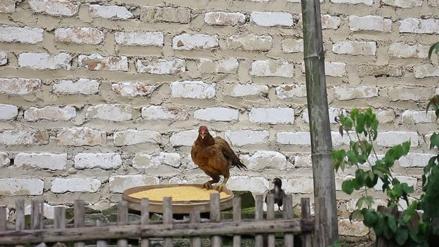 Free-range Chickens Eating Corn Rice Belonging To Residents Who Are Being Dried In The Sun