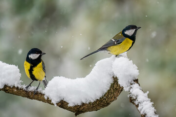 Great tit