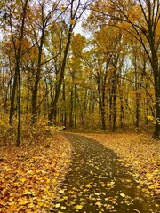 autumn in the park