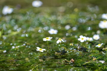 日差しを浴びて輝く水面に咲く梅花藻