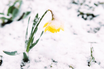 Pery yellow spring daffodil flowers in spring garden under snow.