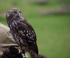 Barking owl 