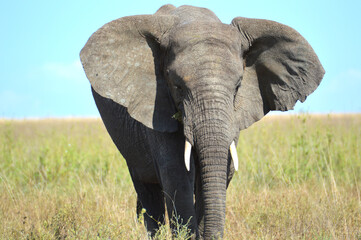 Fototapeta na wymiar Elephant staring defensive