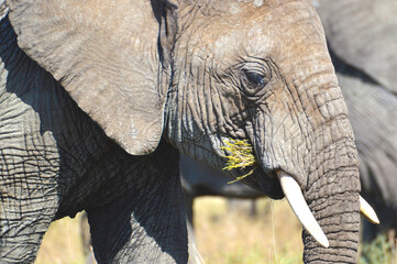 Elephant close up eating