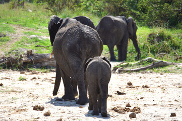 Elephant family leaving