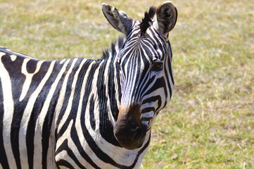 Fototapeta na wymiar Zebra face