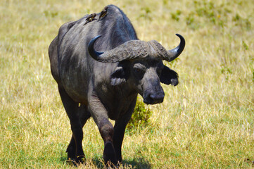 Fototapeta premium Buffalo walking