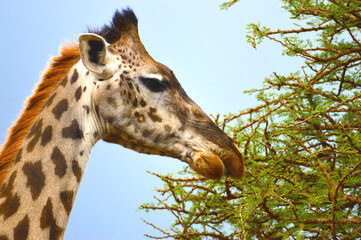 Griaffe eating close up