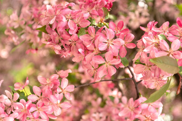 Obraz na płótnie Canvas Apple tree in bloom. Pink floral background